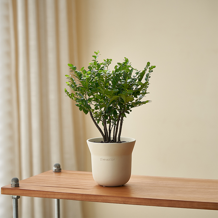 北欧风小叶紫檀盆景办公室内桌面花卉盆栽植物绿植好养活四季常青 - 图0