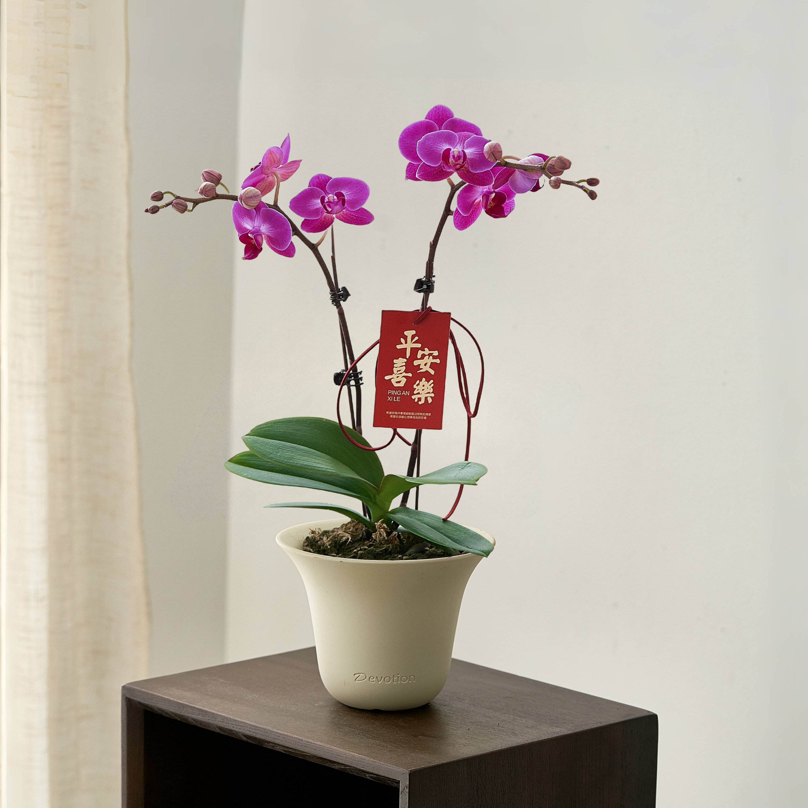 粉红色蝴蝶兰盆栽带花苞新年宵花卉桌面绿植摆件喜庆春节摆件送礼,淘宝优惠券,粉丝福利购,淘宝优惠卷