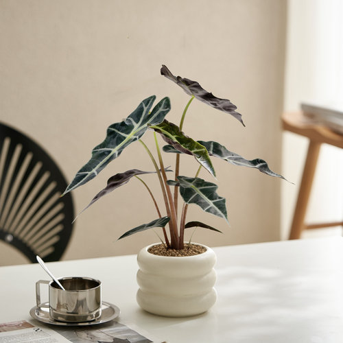 大仙女海芋观音莲植物盆栽室内客厅阳台桌面绿植盆景好养净化空气 - 图0