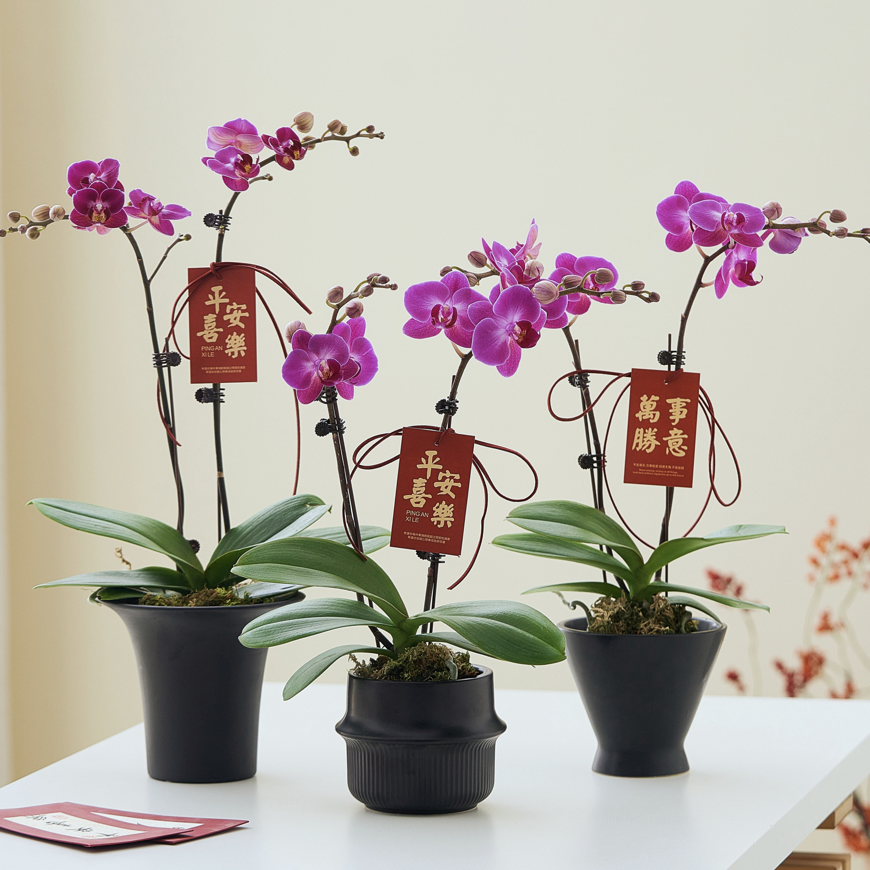 粉红色蝴蝶兰盆栽带花苞新年宵花卉桌面绿植摆件喜庆春节摆件送礼,淘宝优惠券,粉丝福利购,淘宝优惠卷