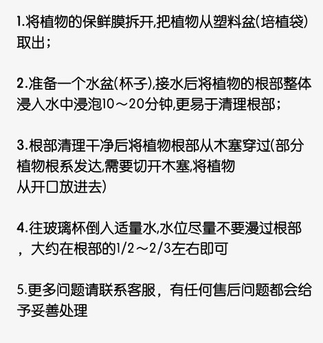 乐可植物 水培植物春羽小铁树黑骨茶办公室桌面室内好养懒人盆栽 - 图2