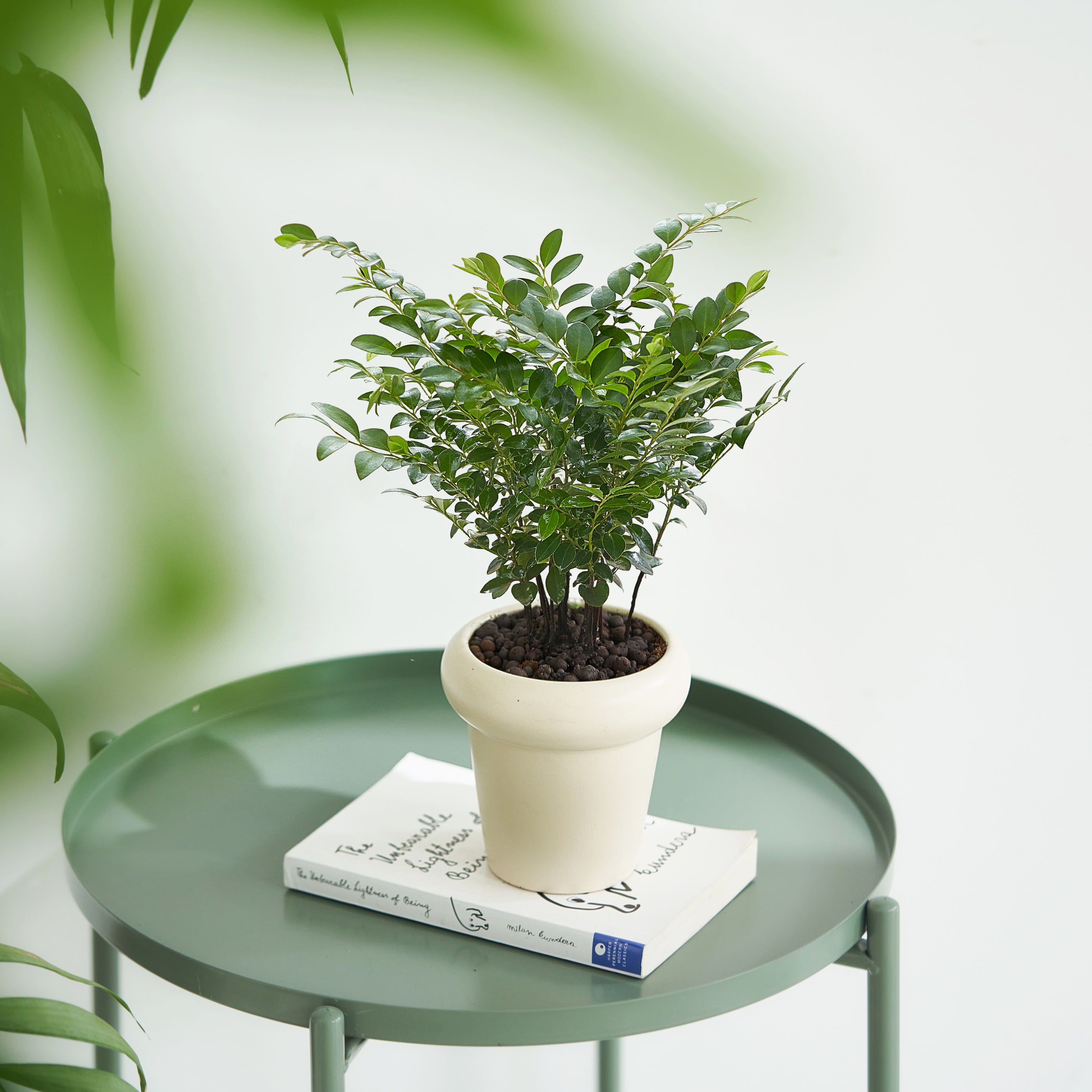 北欧风小叶紫檀盆景办公室内桌面花卉盆栽植物绿植好养活四季常青 - 图1