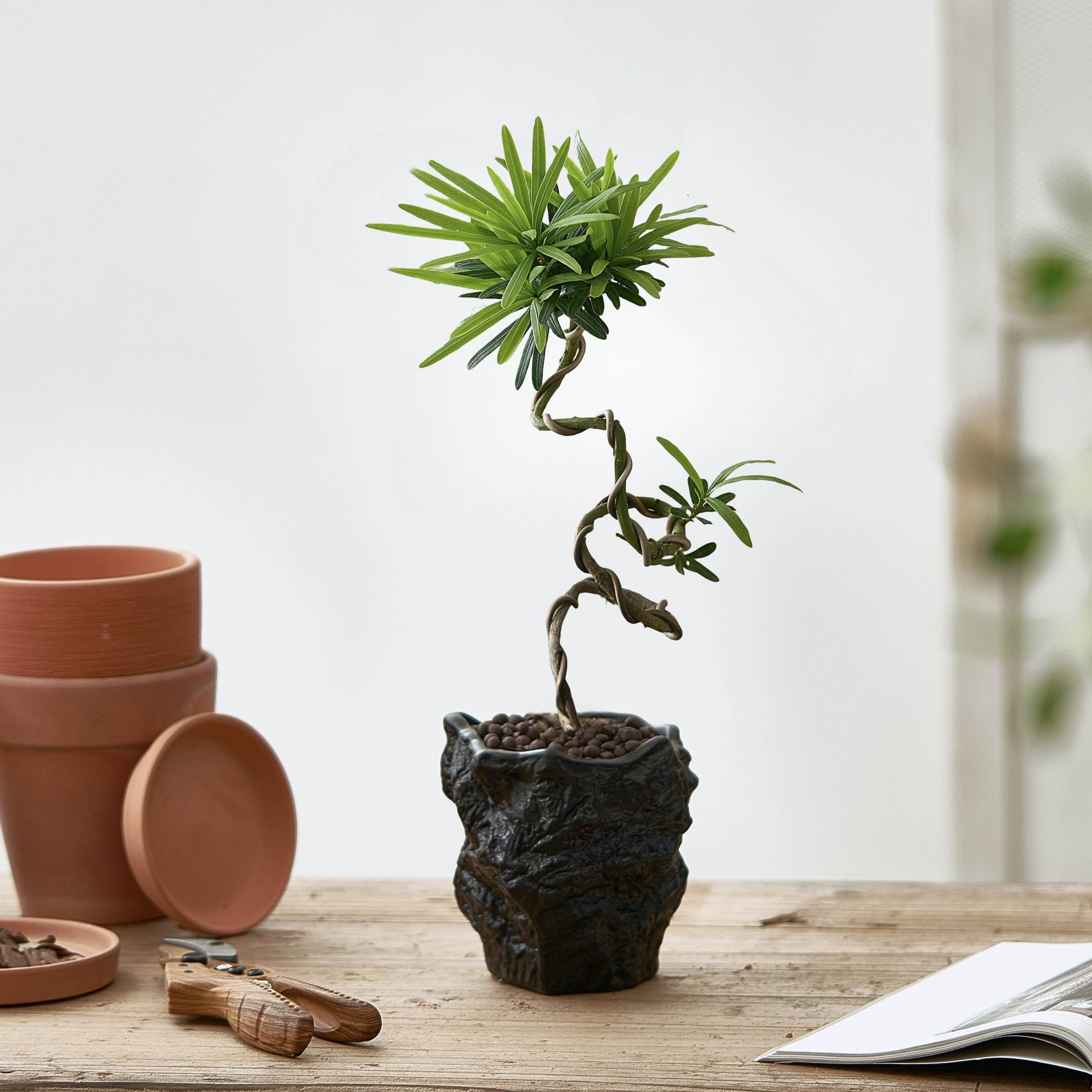 造型罗汉松好养活新中式侘寂风植物室内桌面绿植盆栽茶几摆件茶室 - 图0