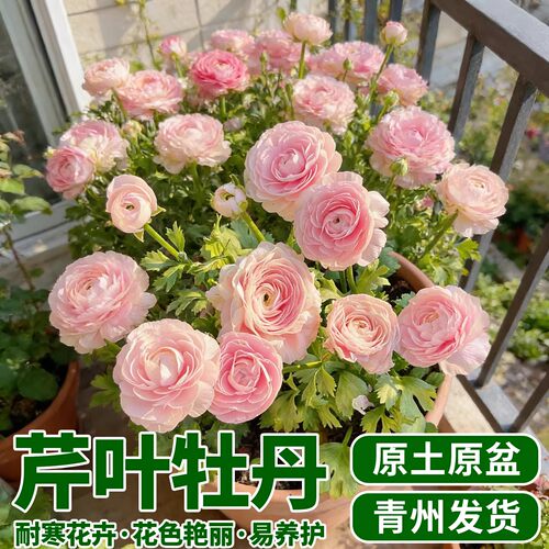洋牡丹盆栽带花苞阳台花园四季好养花卉植物花毛茛芹叶牡丹鲜切花 - 图1