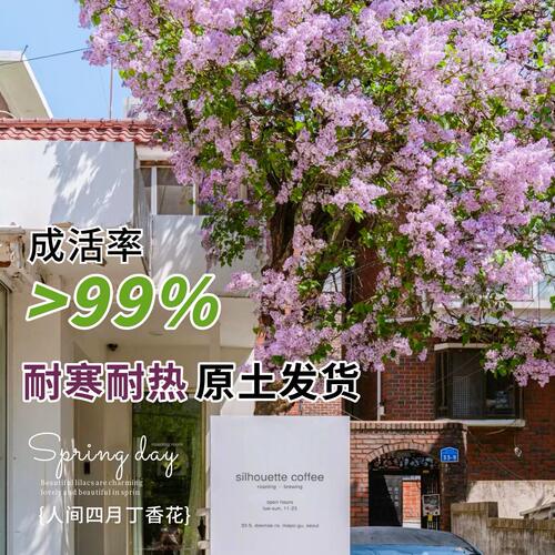 紫丁香花树苗阳台盆栽庭院地栽欧洲花卉室外绿植四季耐寒易活开花 - 图0