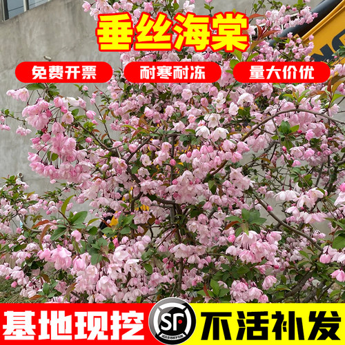 西府海棠树苗高杆垂丝海棠树苖果树庭院盆栽地工程用苗大型风景树 - 图0