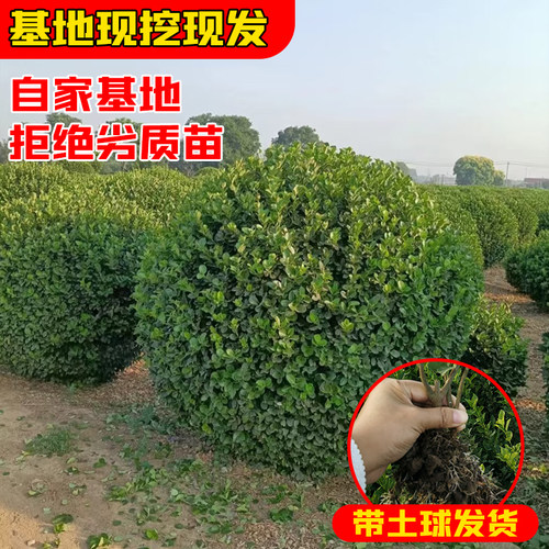 胶东卫矛树苗北方绿篱工程苗四季常青冬青卫矛庭院种植绿化苗木 - 图1
