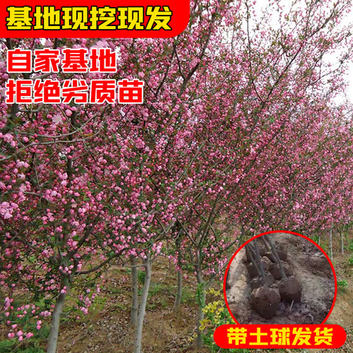 西府海棠树苗高杆垂丝海棠树苖果树庭院盆栽地工程用苗大型风景树 - 图1