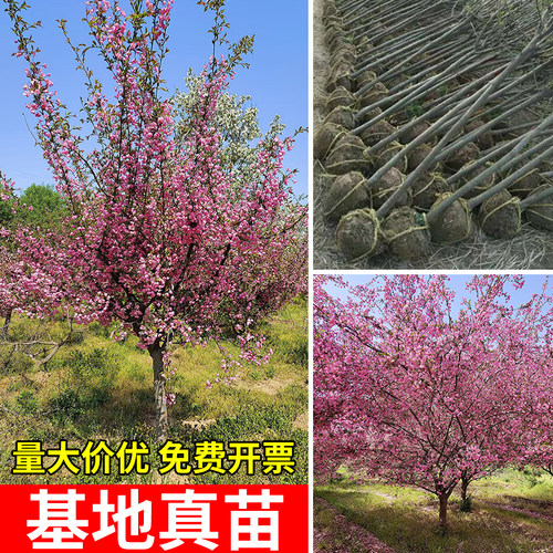 西府海棠树苗高杆垂丝海棠树苖果树庭院盆栽地工程用苗大型风景树 - 图2