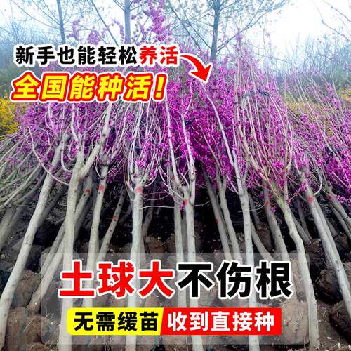 紫荆花树苗庭院种植大盆栽带花发货紫金室外绿植耐寒花卉绿化植物 - 图1