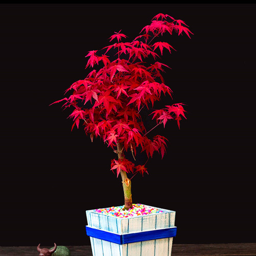 【缘友之家】黄缘龟环境造景植物 红枫 黄金枫 海棠 乌龟陆地植物 - 图1