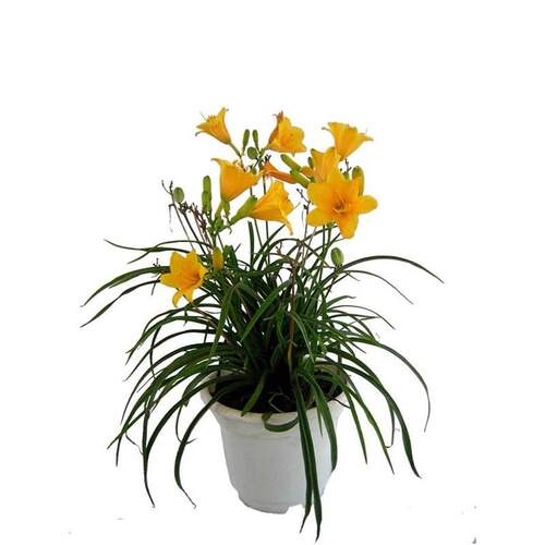 金娃娃大花萱草花苗耐阴耐寒植物室外庭院四季好养玉簪多年生花卉 - 图3