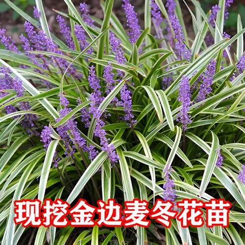 金娃娃大花萱草花苗耐阴耐寒植物室外庭院四季好养玉簪多年生花卉 - 图2