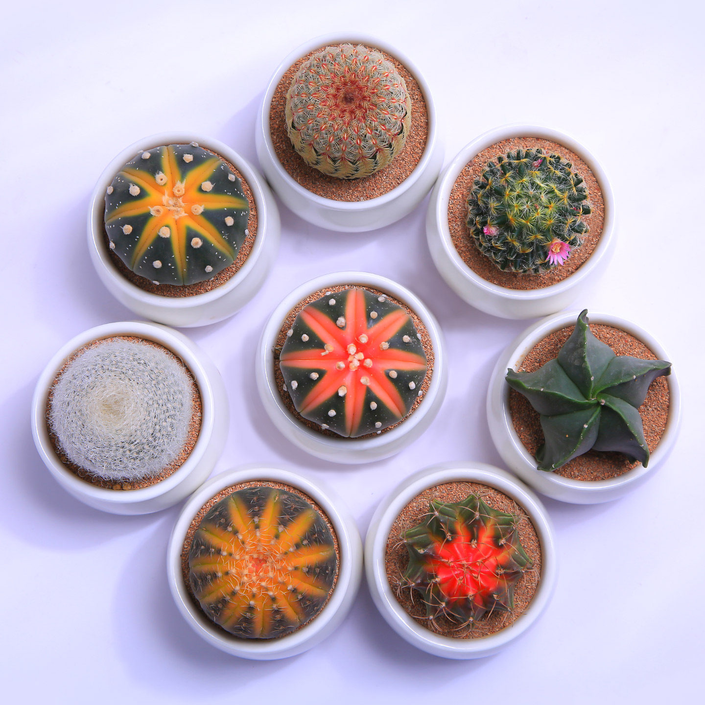 仙人球多肉植物仙人掌组合肉肉桌面小盆栽懒人花卉新手入门花卉,淘宝优惠券,粉丝福利购,淘宝优惠卷