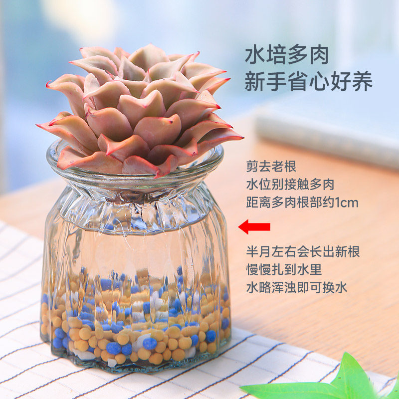 大尺寸水培多肉植物套餐好养耐活办公室多肉盆栽无土懒人植物绿植,淘宝优惠券,粉丝福利购,淘宝优惠卷
