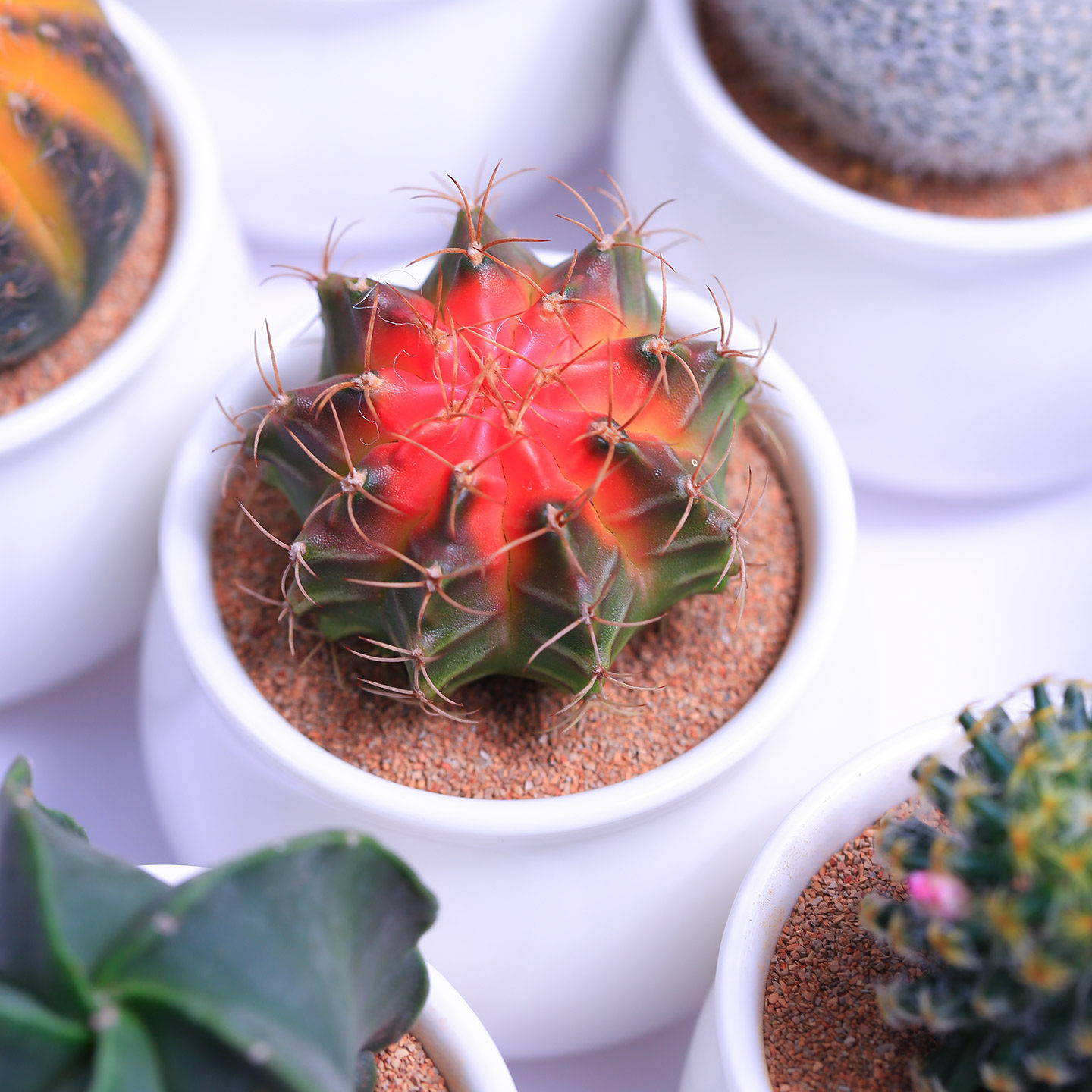 仙人球多肉植物仙人掌组合肉肉桌面小盆栽懒人花卉新手入门花卉,淘宝优惠券,粉丝福利购,淘宝优惠卷