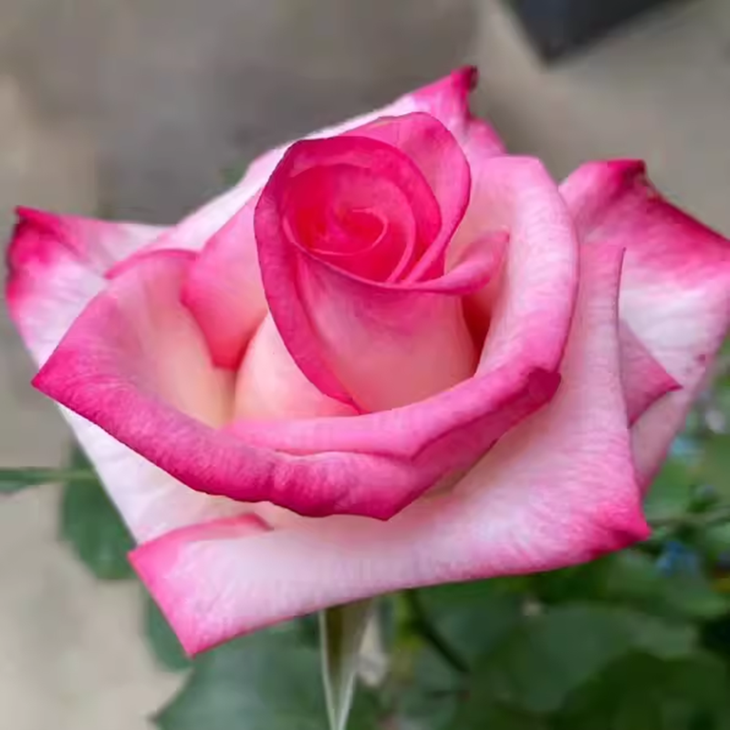 超新品歌莎月季苗灌木大花切花玫瑰庭院阳台盆栽多季开花卉,淘宝优惠券,粉丝福利购,淘宝优惠卷