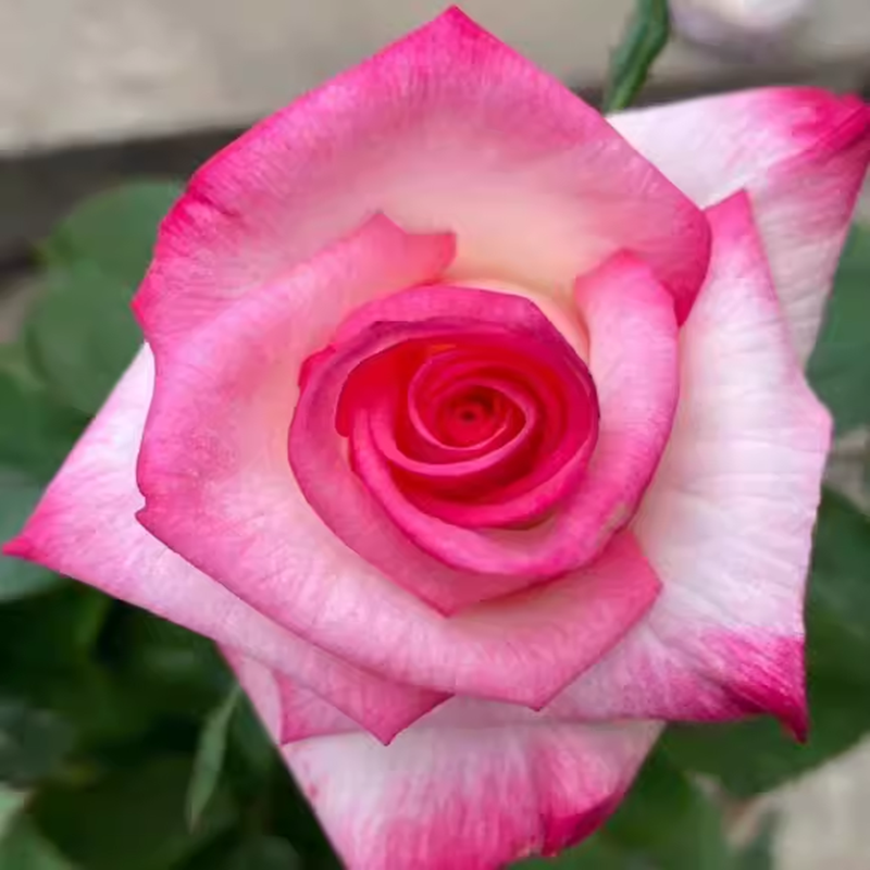 超新品歌莎月季苗灌木大花切花玫瑰庭院阳台盆栽多季开花卉,淘宝优惠券,粉丝福利购,淘宝优惠卷