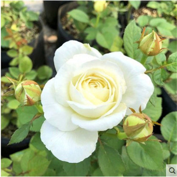 大花浓香月季扦插花苗伊芙婚礼之路纯白色玫瑰盆栽阳台观花植物,淘宝优惠券,粉丝福利购,淘宝优惠卷