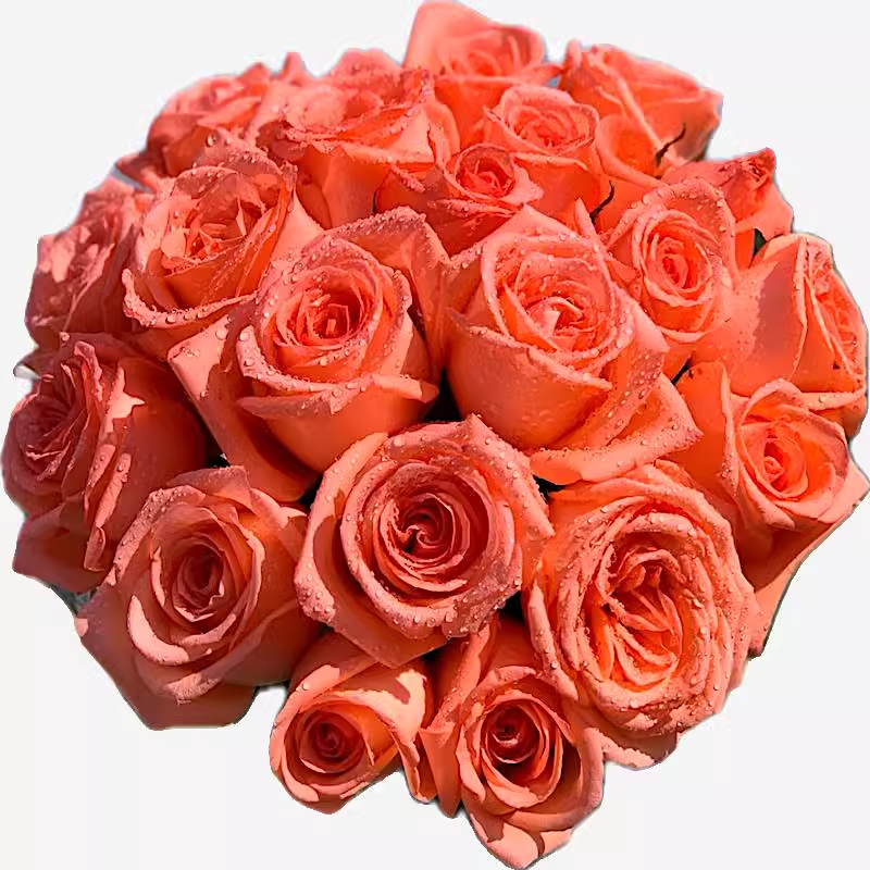 影星 阳台盆栽月季庭院地栽耐旱耐寒抗病勤花切花玫瑰分枝性好 - 图2