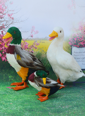 羽毛招财田园风各种场合