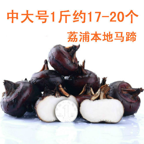 【现挖】广西特产荔浦马蹄 新鲜荸荠甜脆无渣多汁马蹄种子5斤中大 - 图1