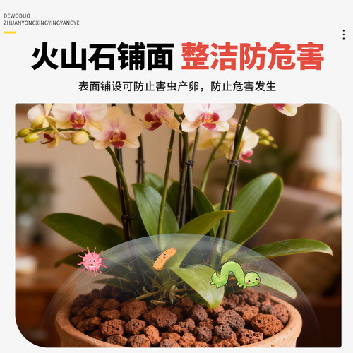 火山石颗粒兰花专用养花盆栽植物兰科蝴蝶兰铺面垫底植料原生岩石 - 图2