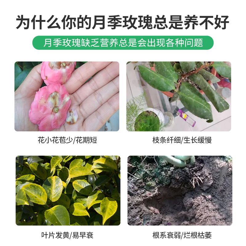 月季专用营养液浓缩液体花肥料盆栽玫瑰蔷薇花卉植物通用型水溶肥 - 图0