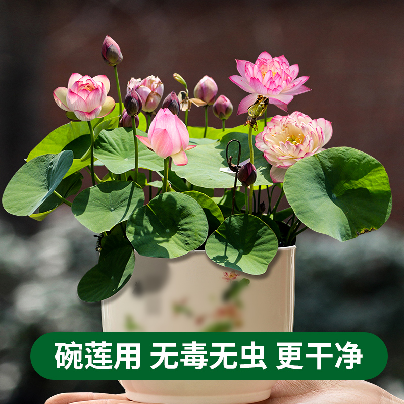 德沃多肥料荷塘泥碗莲荷花泥睡莲 500g 袋买2送1同款买3送2同款多买多送 德沃多肥料旗舰店 德沃多肥料荷塘泥碗莲荷花泥睡莲 500g 袋买2送1同款买3送2同款多买多送 德沃多肥料旗舰店