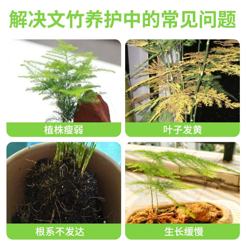 文竹专用肥营养液盆栽植物养花通用花肥料水培盆景治叶子发黄室内 - 图0