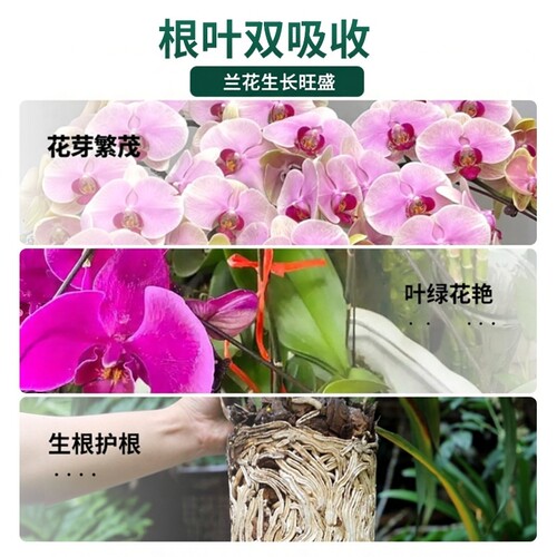 兰花专用肥兰灵王营养液兰科肥料君子兰墨兰蝴蝶兰魔肥开花多箭素 - 图3