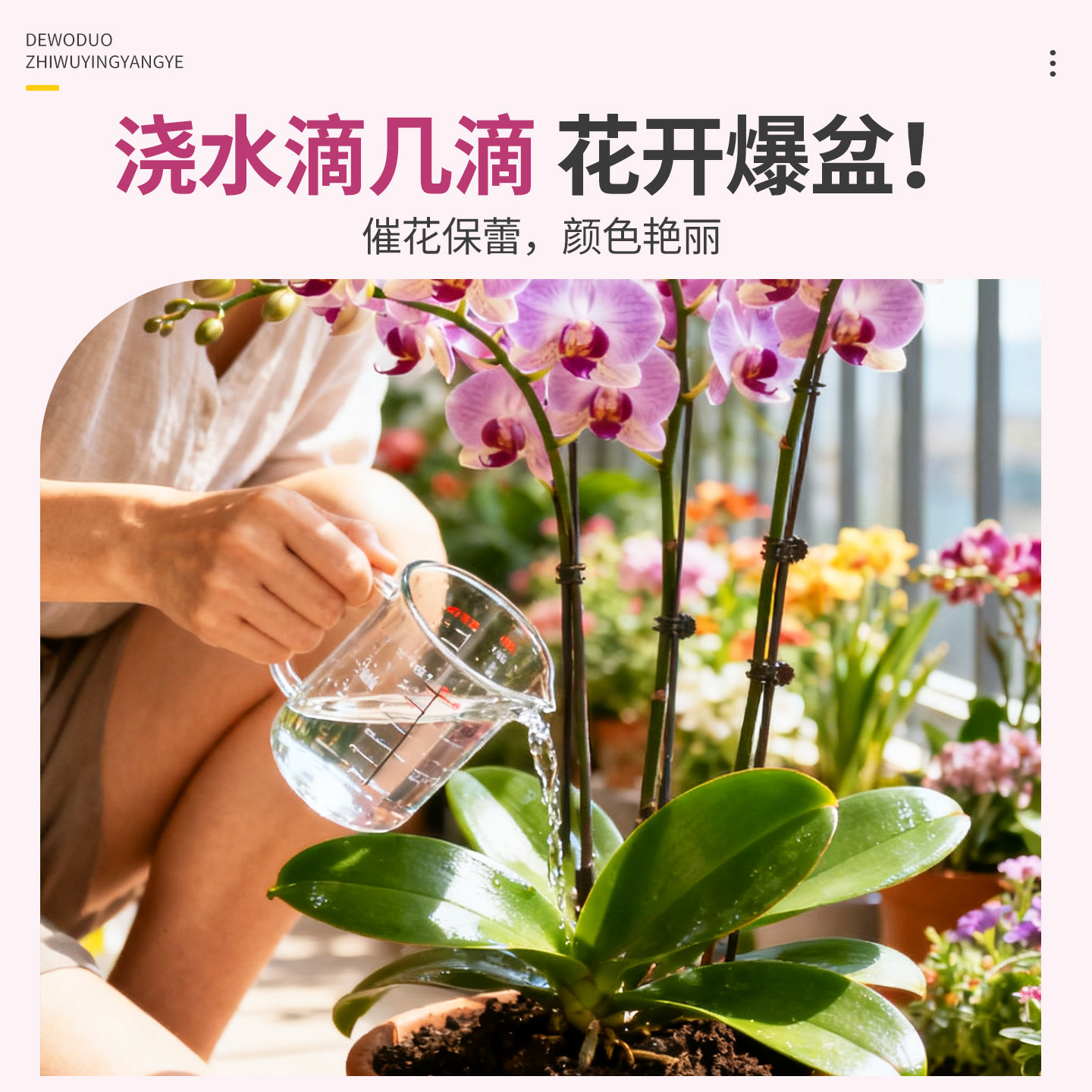 蝴蝶兰营养液抽箭肥料促进开花促兰花有机液体肥营养肥君子兰腰肥,淘宝优惠券,粉丝福利购,淘宝优惠卷