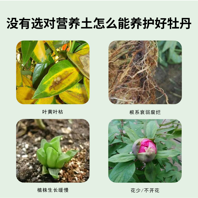 牡丹专用土阳台盆栽养花通用种植土芍药专用有机质营养土泥土 - 图0