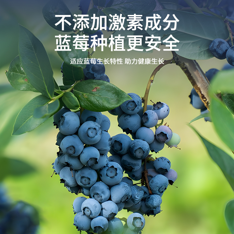 蓝莓专用肥缓释肥蓝莓树果苗盆栽颗粒肥料酸性改善黄叶掉叶促生长 - 图2