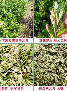 湖北三年陈野生纯艾叶无梗干货