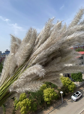 白茅花野生正品茅针花茅草花干货中药材山东无硫煮水喝精选茅根草