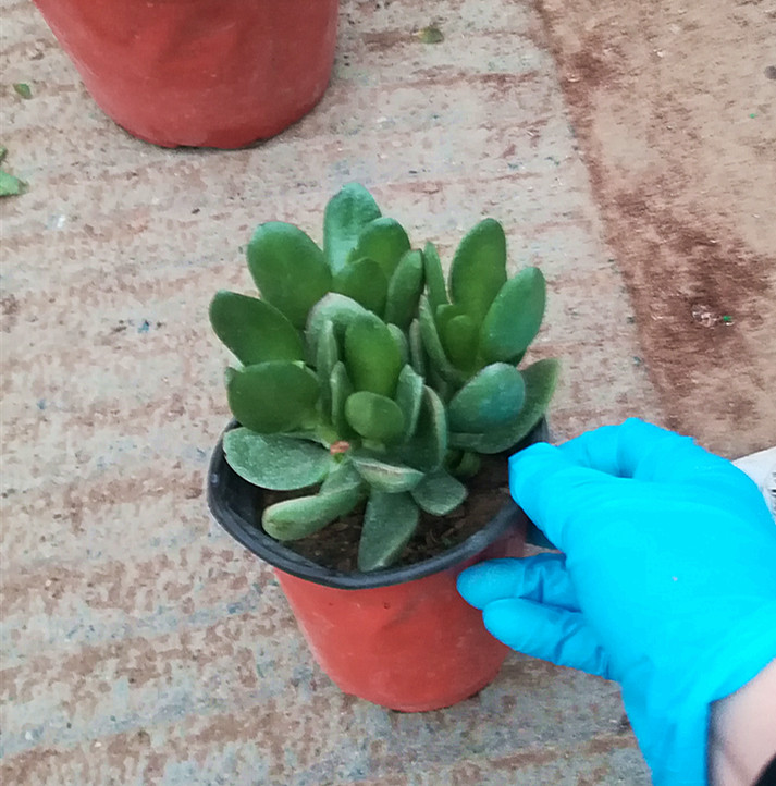 迷你盆栽花卉 净化空气 小玉树苗 好花不贵 室内盆栽花卉绿植包邮 - 图0