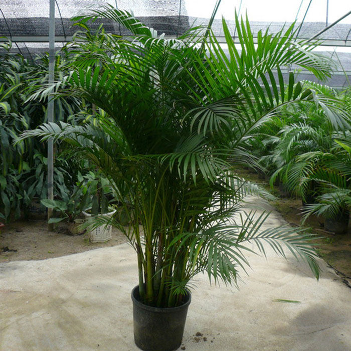 家里植物耐寒大型绿植客厅室内花卉盆栽袖珍椰子富贵竹净化空气,淘宝优惠券,粉丝福利购,淘宝优惠卷