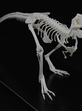 骨骼标本100%恐龙艺术摆件收藏