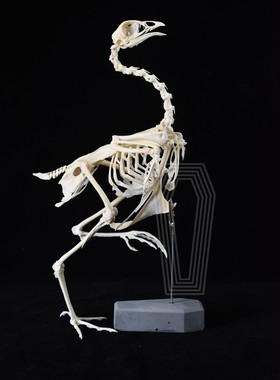 标本真骨动物自然教育儿童启蒙