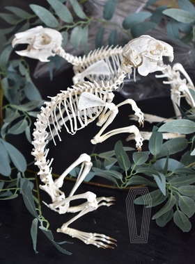 标本教学摆件复古装饰