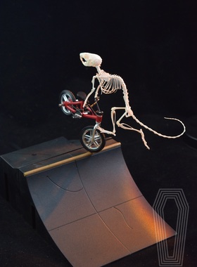 单车骑士骷髅骑手骨骼标本骨架