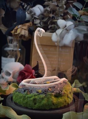 蛇骨标本自由原创生态造景