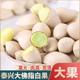 Extra large Taixing ginkgo fruit in shell fresh raw ginkgo