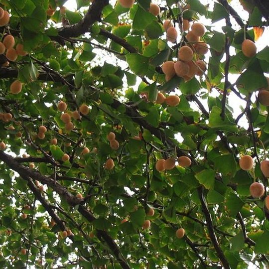 2025 Autumn Farmer Taixing Dabaiguo 5 Jin Jin is equal to 0.5 kg