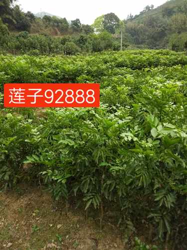 包邮软枝大鸡心黄皮果苗、冰糖纯甜黄皮苗、郁南无核黄皮嫁接果苗 - 图2