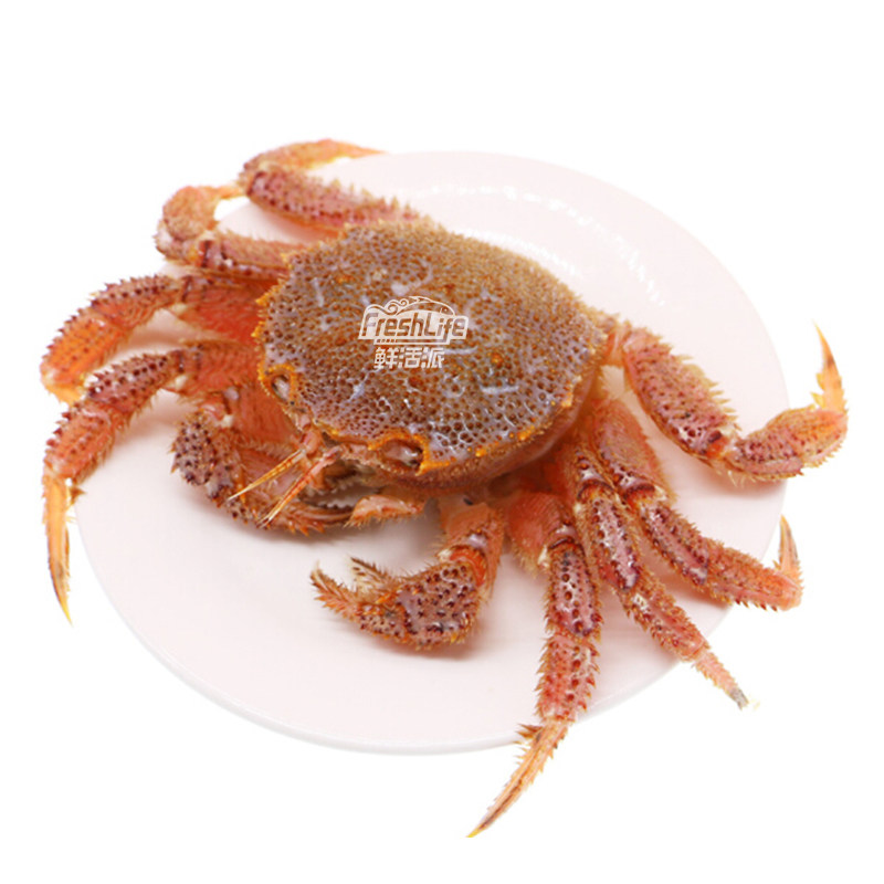 成都店同城闪送 鲜活红毛蟹1只/份约1.5-2.8斤可选 珍贵名蟹 包活,淘宝优惠券,粉丝福利购,淘宝优惠卷