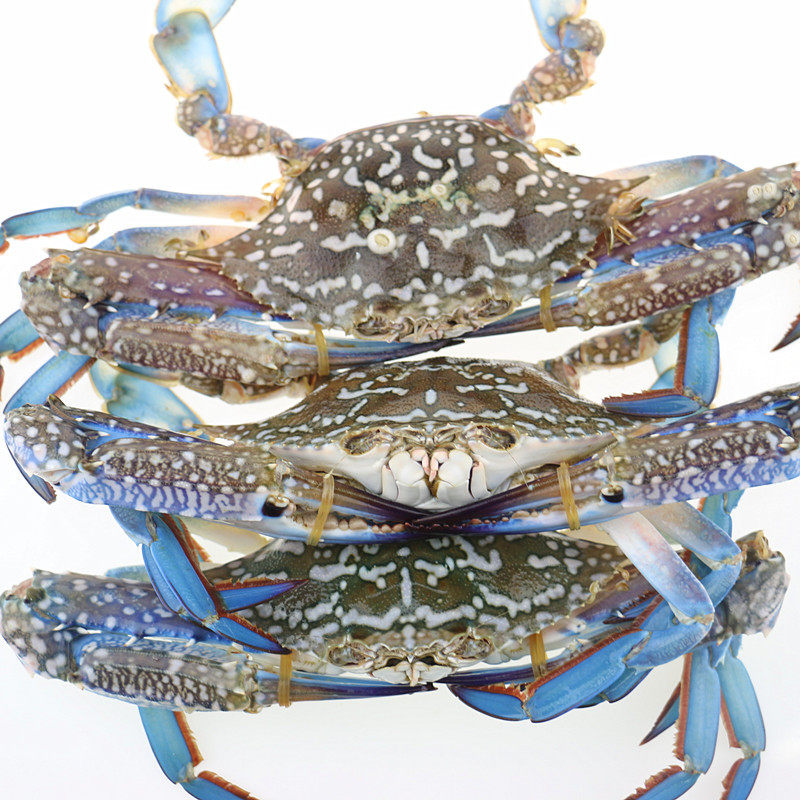 昆明店 鲜活兰花蟹4-6只/公斤北海海螃蟹花蟹梭子蟹青蟹大只肥美