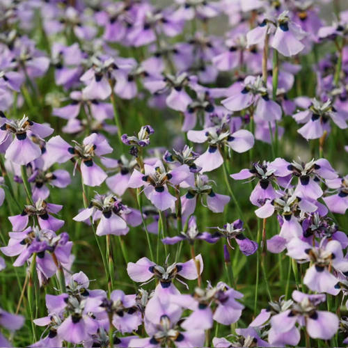 【植物致】孔雀肖鸢尾 Moraea aristata 稀有球根盆栽苗现货 - 图2