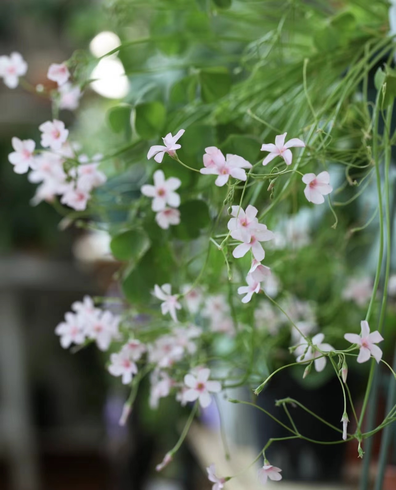 【植物致】四季酢浆草’粉梦‘ Oxalis Pink Dream'好养易爆花-图0